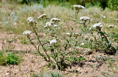 Kitchen Sink Loop photo 17