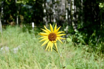 Kitchen Sink Loop photo 4